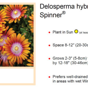 Delosperma, (Ice Plant) Fire Spinner Plug Flat