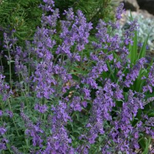 Catmint, Little Trudy®