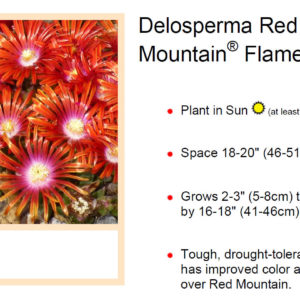 Delosperma, (Ice Plant) Red Mountain Flame