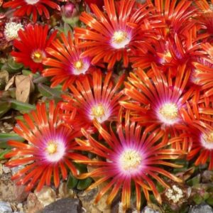 Delosperma, (Ice Plant) Red Mountain Flame