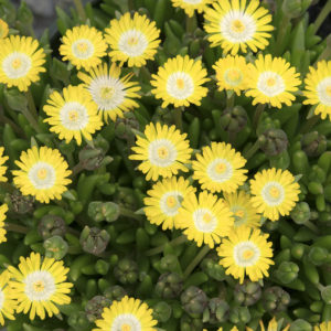 Delosperma, (Ice Plant) Jewel Of Desert Peridot