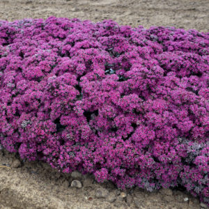 Sedum, ‘Superstar’ Rock ‘N Grow®