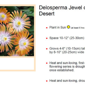 Delosperma, (Ice Plant) Jewel Of Desert Topaz