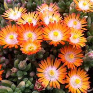 Delosperma, (Ice Plant) Jewel Of Desert Topaz