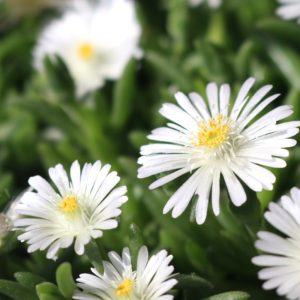 Delosperma, (Ice Plant) Rock Crystal White