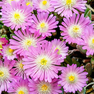 Delosperma, (Ice Plant) Jewel Of Desert Rosequartz