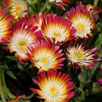 Delosperma, (Ice Plant) Jewel Of Desert Ruby