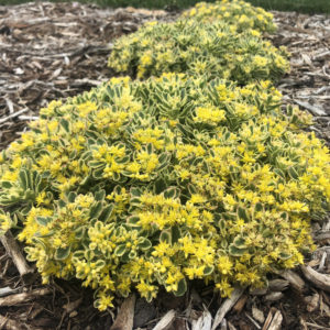 Sedum, ‘Boogie Woogie’ Rock ‘N Round™