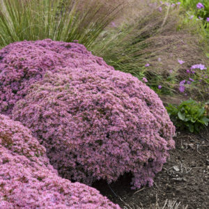 Sedum, ‘Pride and Joy’ Rock ‘N Round™