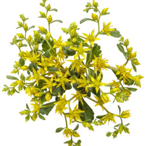 Sedum, ‘Yellow Brick Road’ Rock ‘N Low™