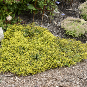 Sedum, ‘Yellow Brick Road’ Rock ‘N Low™