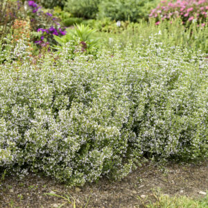 Calamintha Nepeta (Calamint)