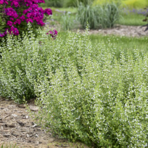 Calamintha Nepeta (Calamint) 70 ct. Plug Flat