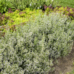 Calamintha Nepeta (Calamint) 70 ct. Plug Flat