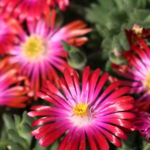 Delosperma, (Ice Plant) Rock Crystal Neon Red