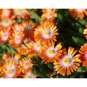 Delosperma, (Ice Plant) Rock Crystal Orange