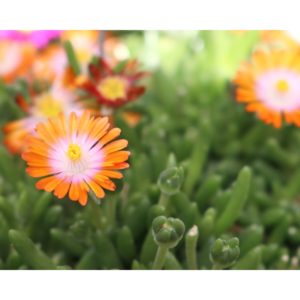 Delosperma, (Ice Plant) Rock Crystal Orange